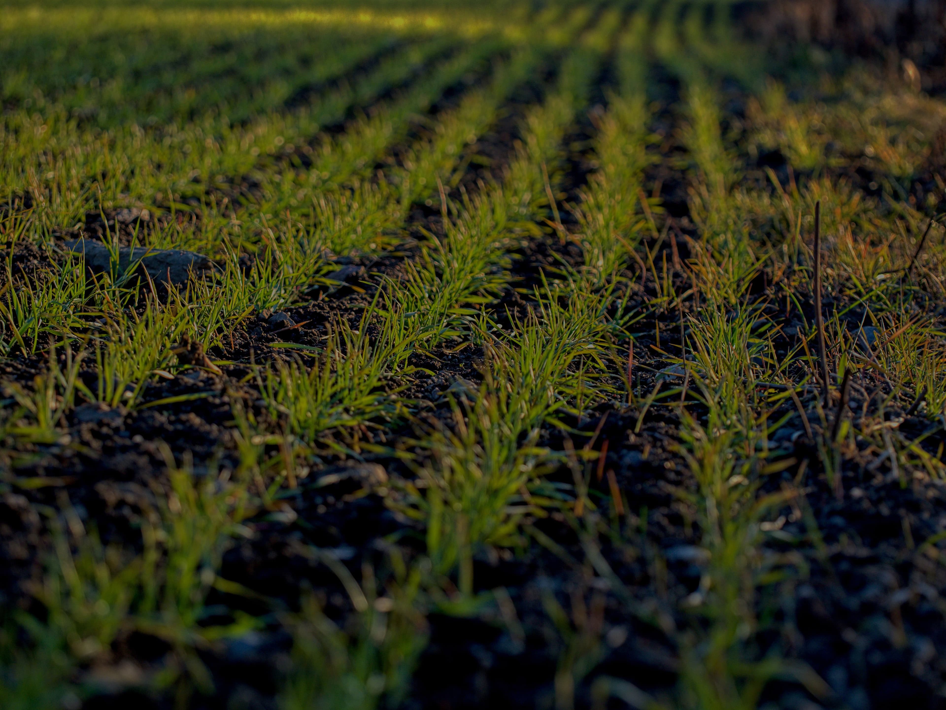 Grain field
